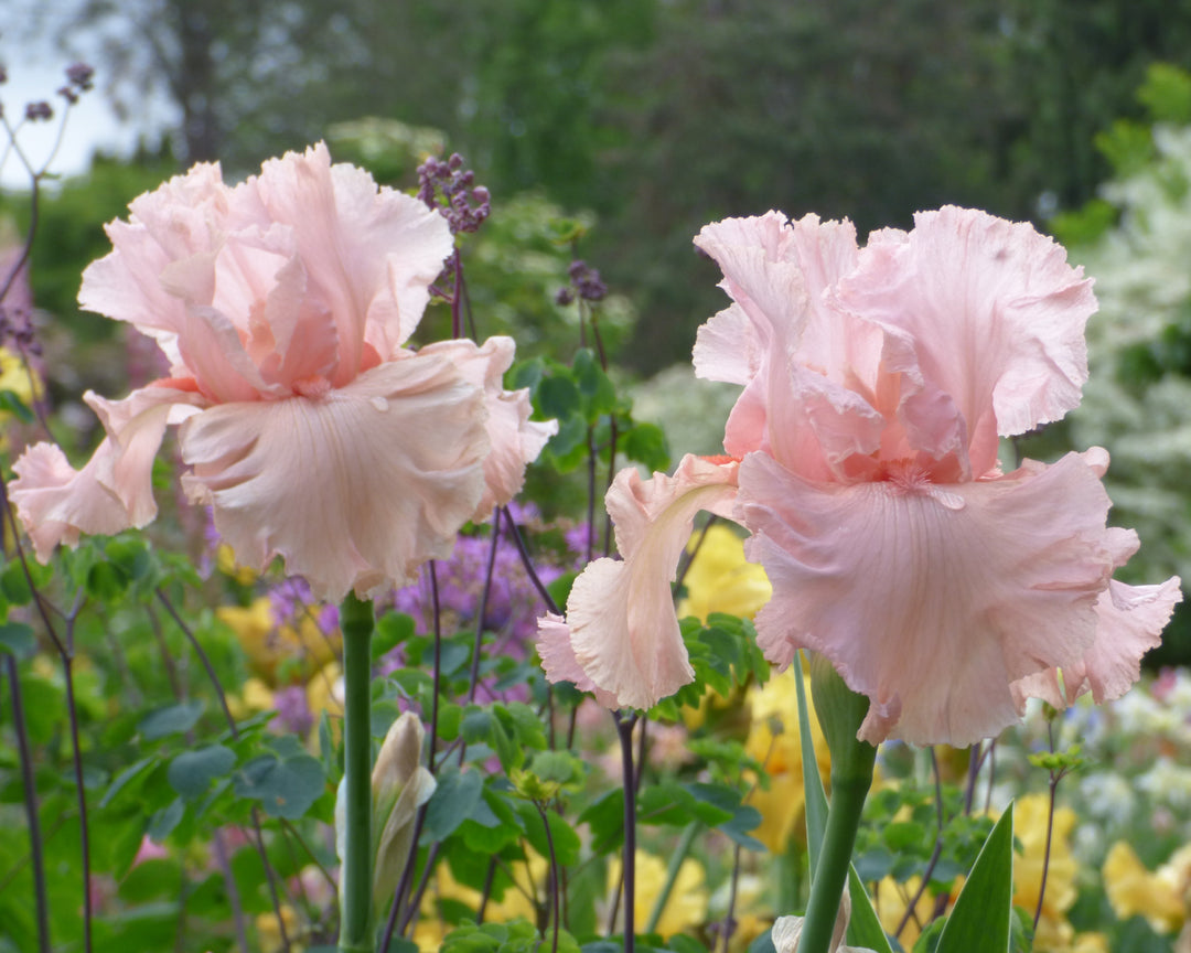 Angel's Rest | Tall Bearded Iris – Schreiner's Gardens