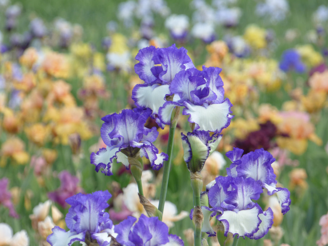Another Chapter - Bonus | Tall Bearded Iris – Schreiner's