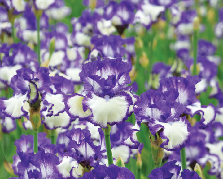 Another Chapter - Bonus | Tall Bearded Iris – Schreiner's Gardens