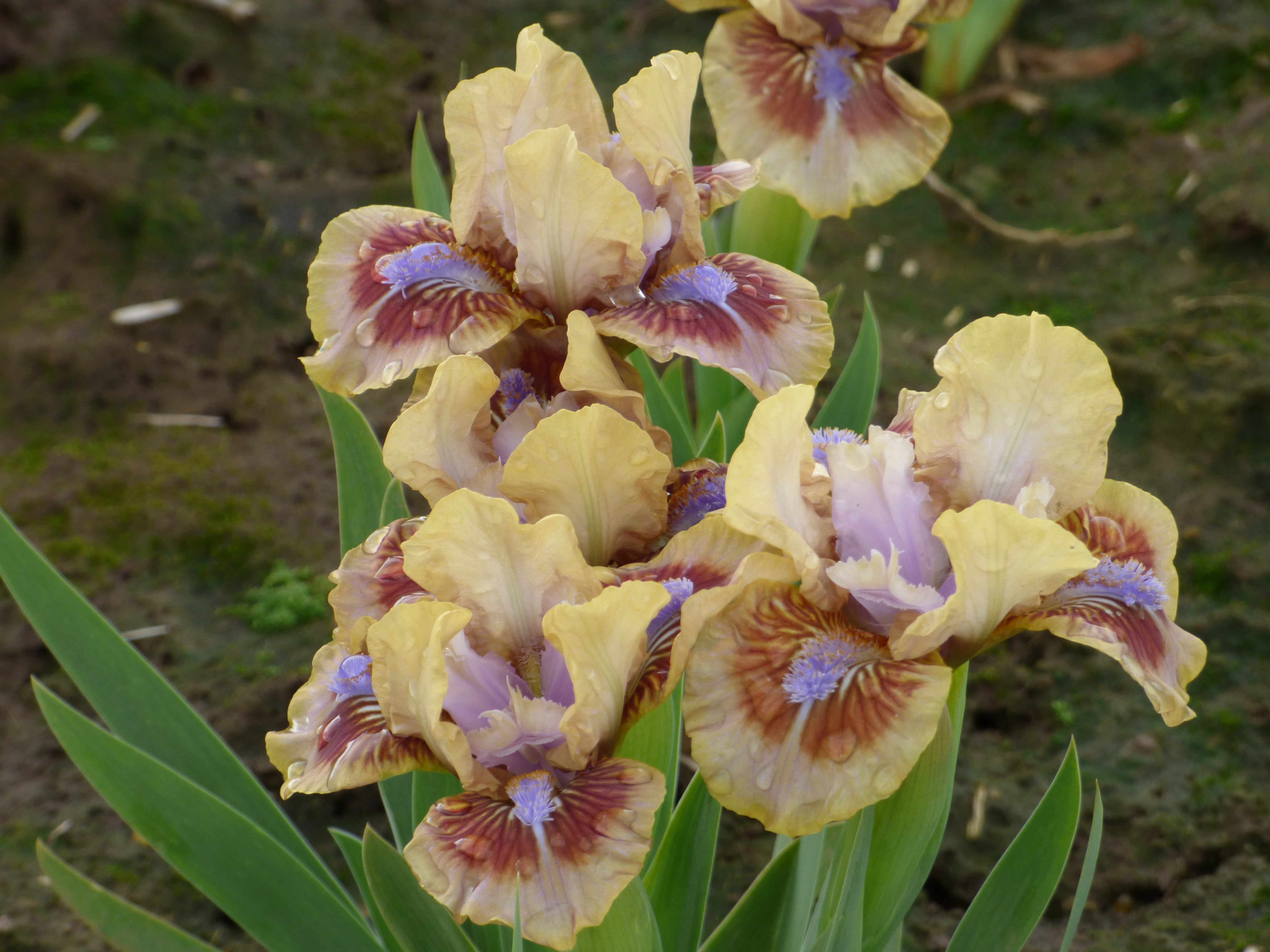 アイカツスターズ チャーミーフラワー Antsy | Dwarf Bearded Iris – Schreiner's Gardens