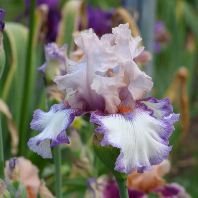 Fresh Cut Iris Stems - Wholesale Mixed Hamper 160 Stems