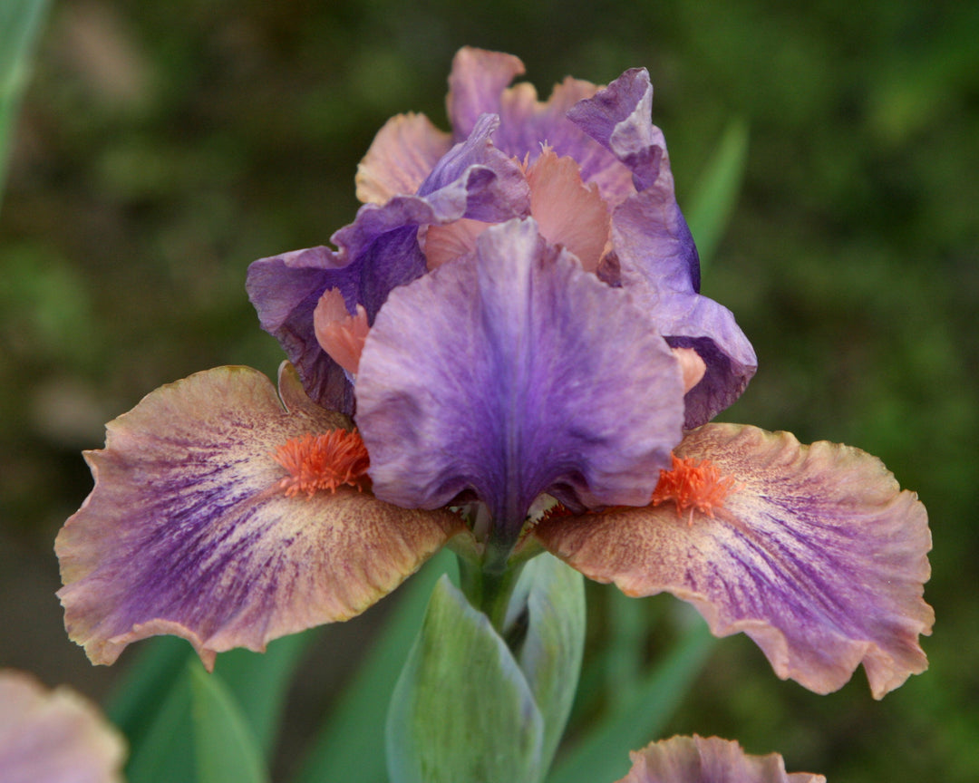 April Fanfare | Dwarf Bearded Iris – Schreiner's Gardens