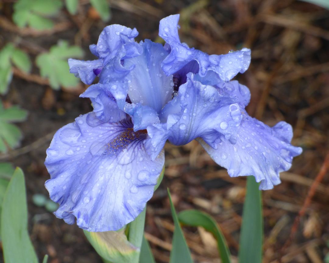 Aqua Taj | Intermediate Bearded Iris – Schreiner's Gardens