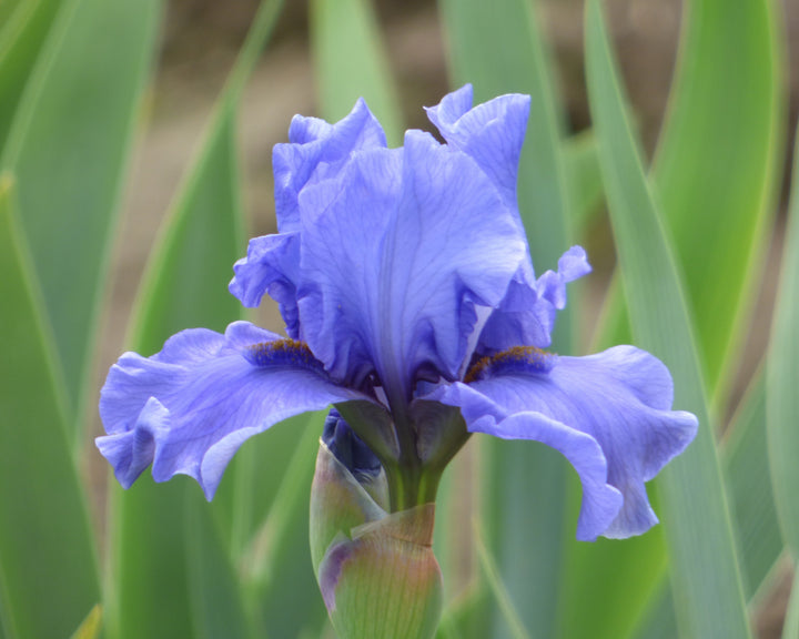 Aqua Taj | Intermediate Bearded Iris – Schreiner's Gardens