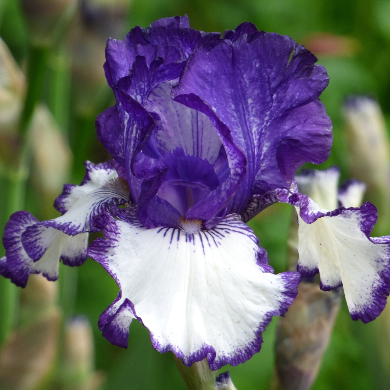 Fresh Cut Iris Stems - Wholesale Mixed Hamper 160 Stems