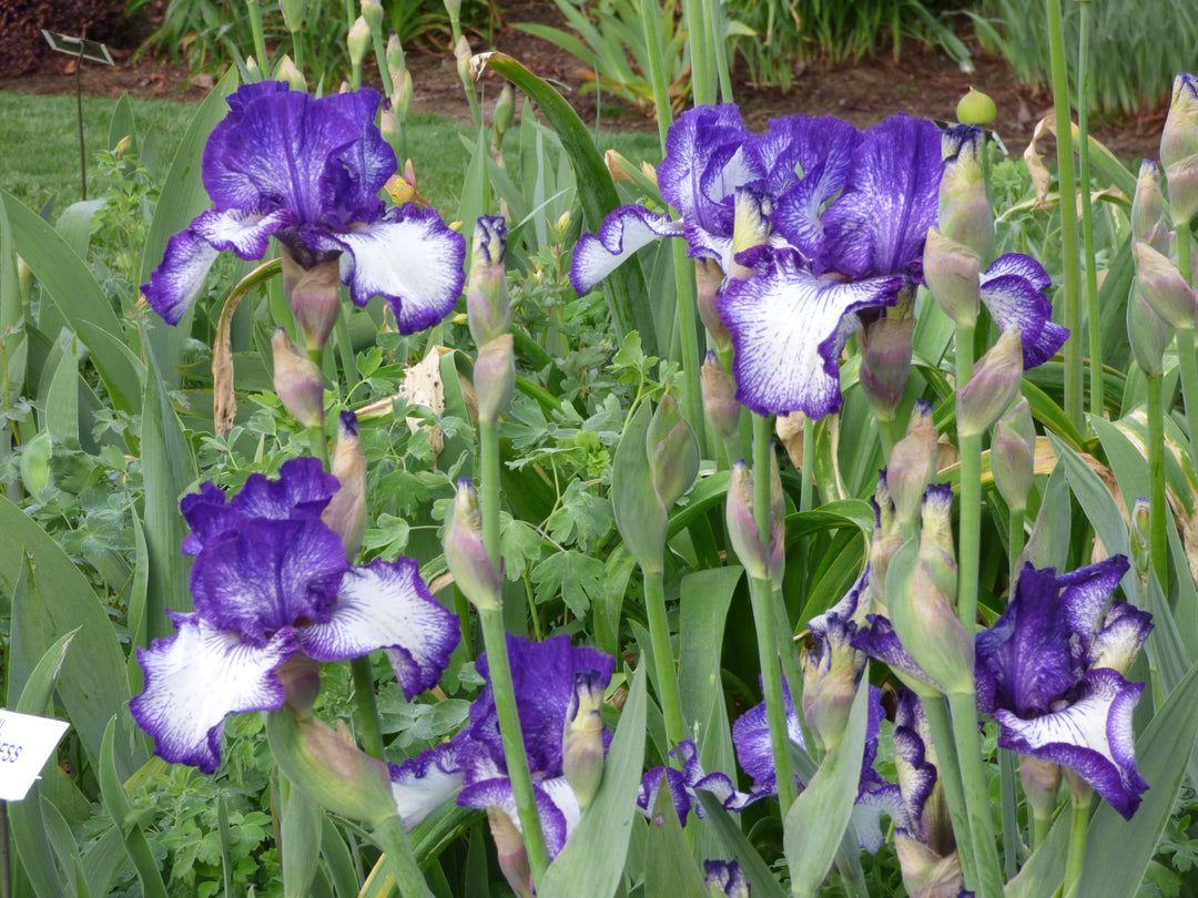 Art Deco | Tall Bearded Iris – Schreiner's Gardens