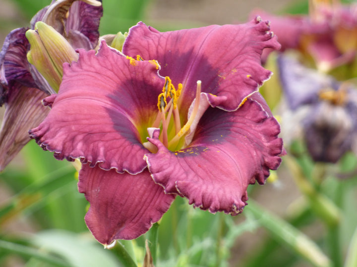 Asheville After Dark | Daylily Catalog – Schreiner's Gardens