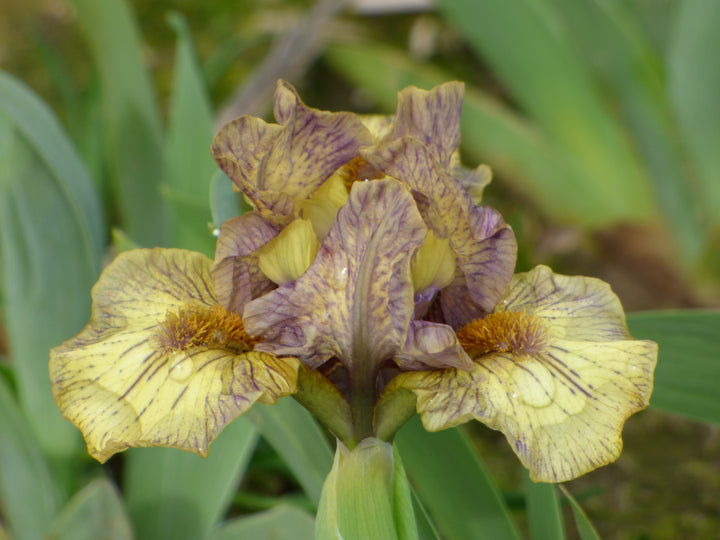 Ashland | Dwarf Bearded Iris – Schreiner's Gardens
