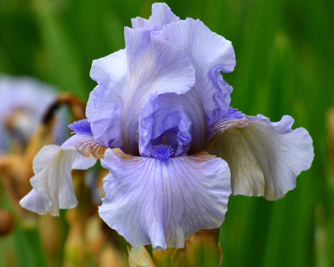 AugustTreat_1080x.jpg?v=1755722030