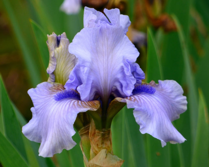 August Treat | Intermediate Bearded Iris – Schreiner's Gardens