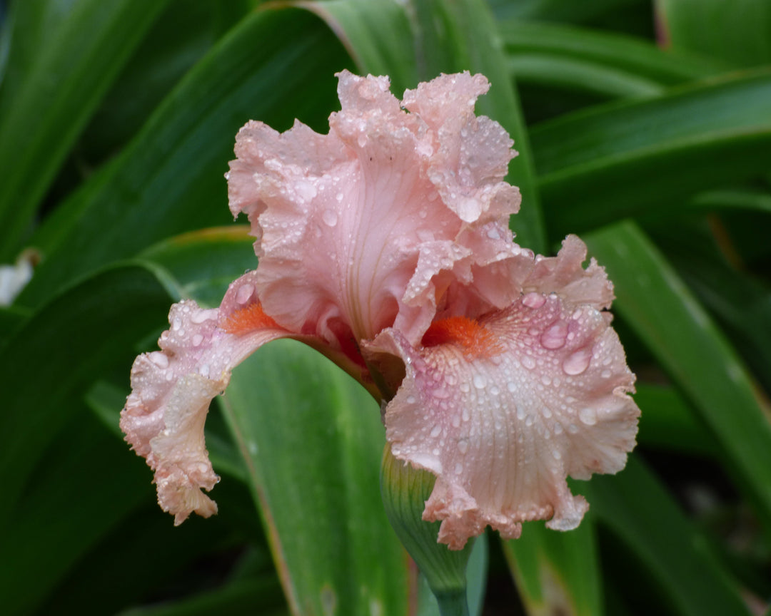 Augustine | Tall Bearded Iris – Schreiner's Gardens