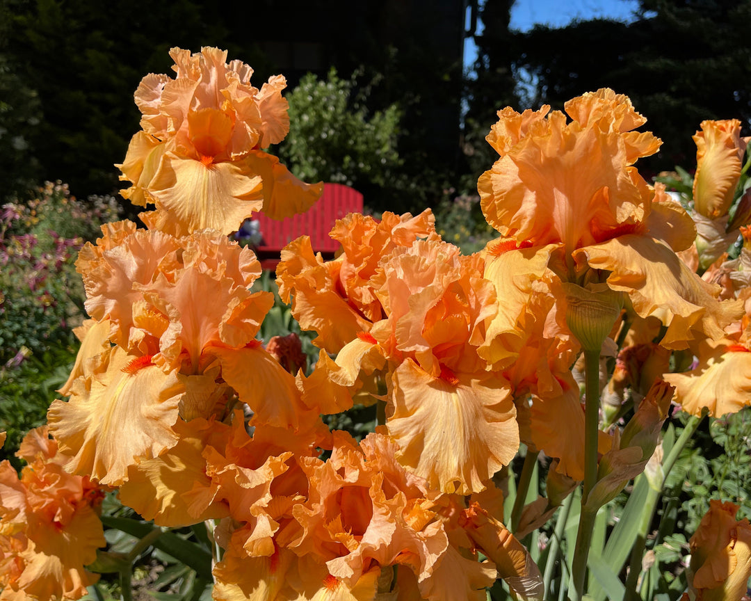 Autumn Riesling | Tall Bearded Iris – Schreiner's Gardens