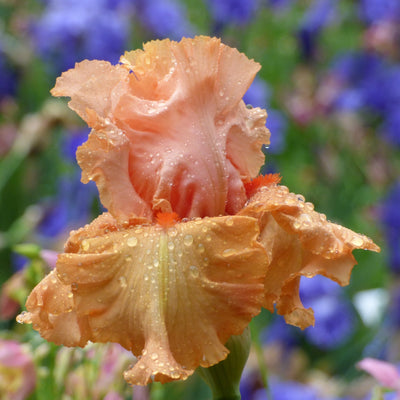 Orange Iris Bouquet