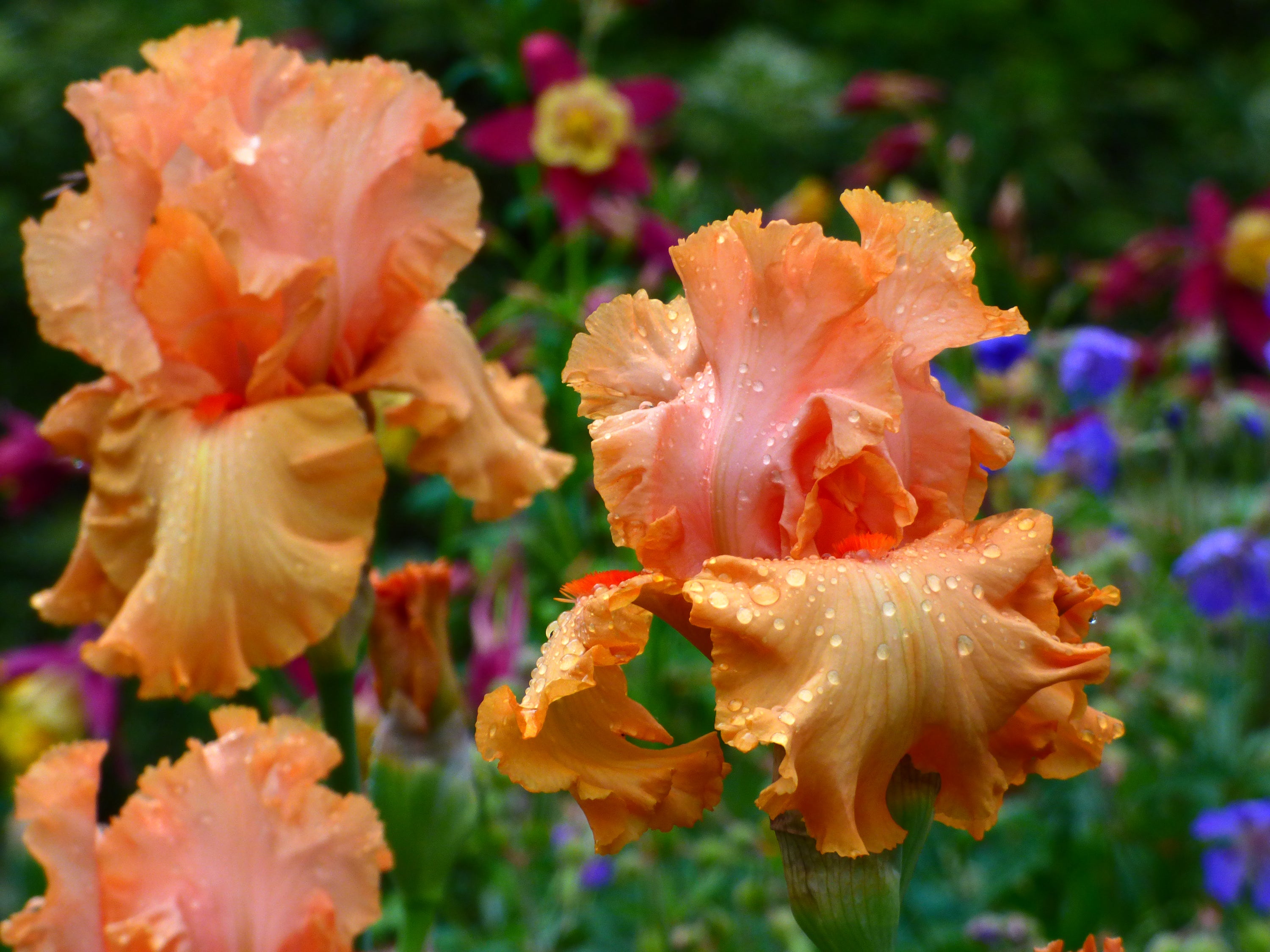 Autumn Riesling | Tall Bearded Iris – Schreiner's Gardens