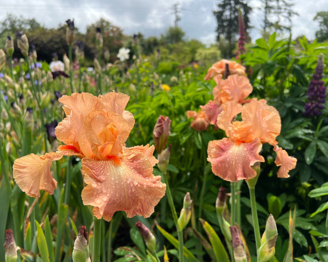 Autumn Sunrise | Tall Bearded Iris – Schreiner's Gardens
