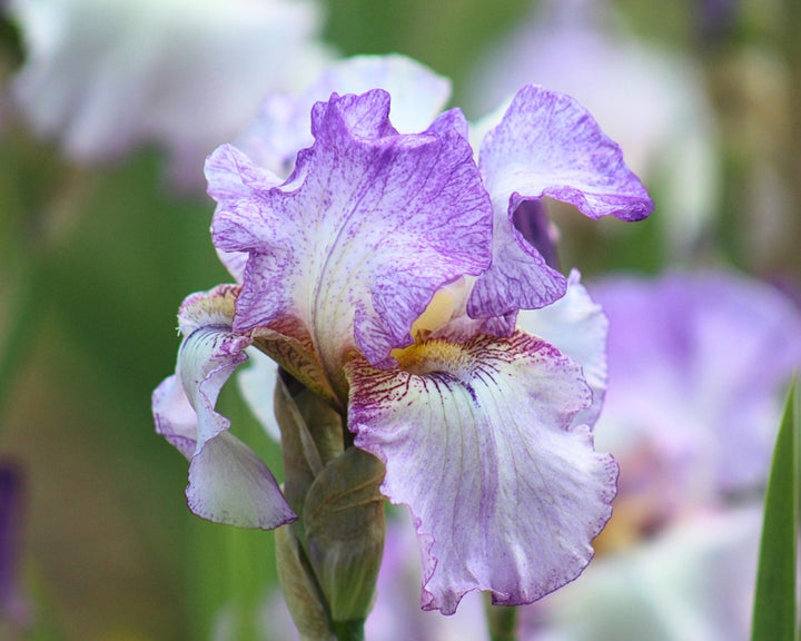 Autumn Tryst | Tall Bearded Iris – Schreiner's Gardens