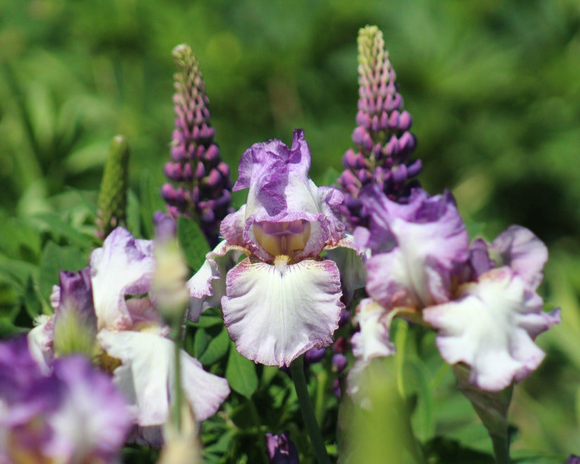 Autumn Tryst | Tall Bearded Iris – Schreiner's Gardens