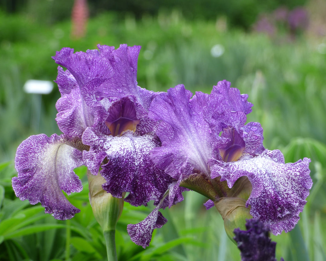 Autumn Explosion | Tall Bearded Iris – Schreiner's Gardens