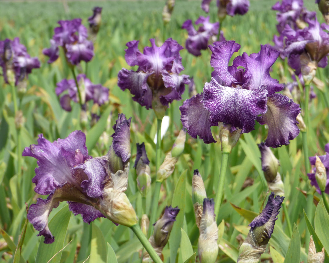 Autumn_Explosion_6_1080x.jpg?v