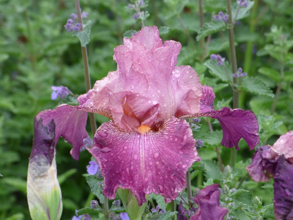 Autumn Rose | Tall Bearded Iris – Schreiner's Gardens