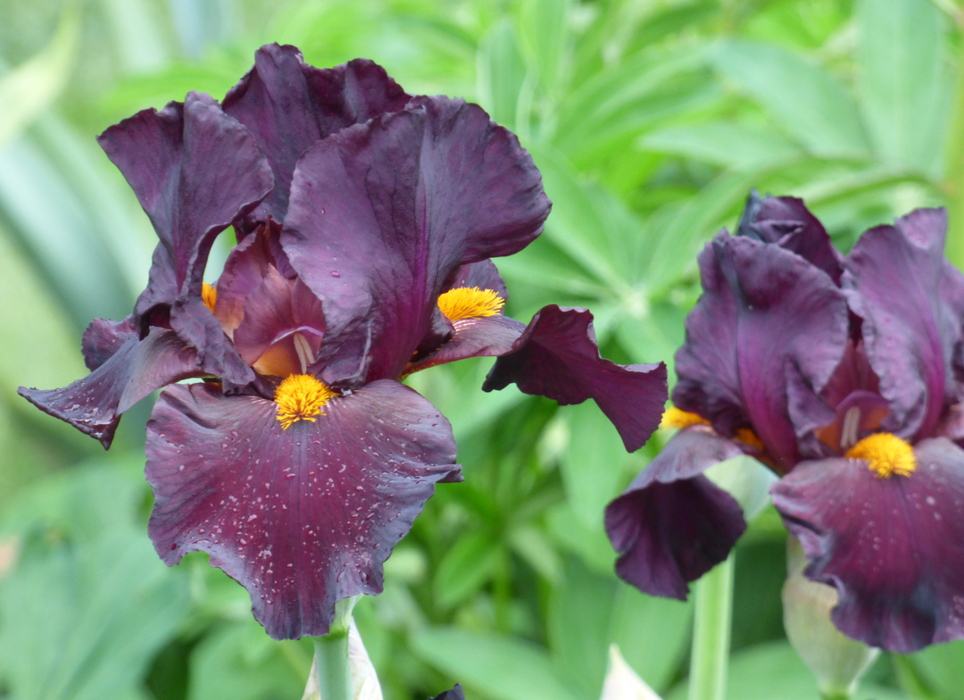 Awakening Embers | Tall Bearded Iris – Schreiner's Gardens
