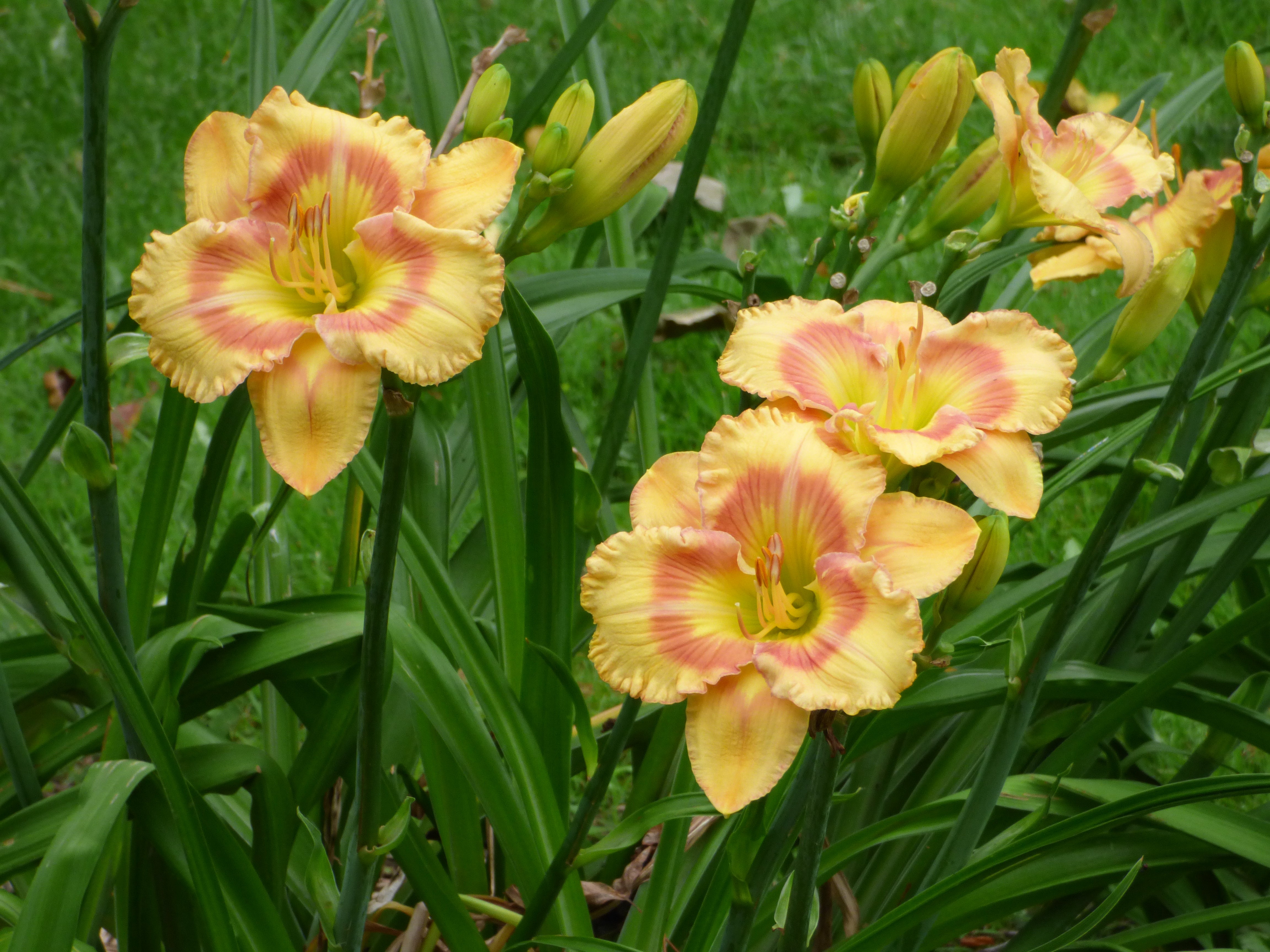 【おまとめ】ANRI【A Special Day】【Spring Bright】 Spring Melody in High Point, NC | Green's Flowers and Gifts