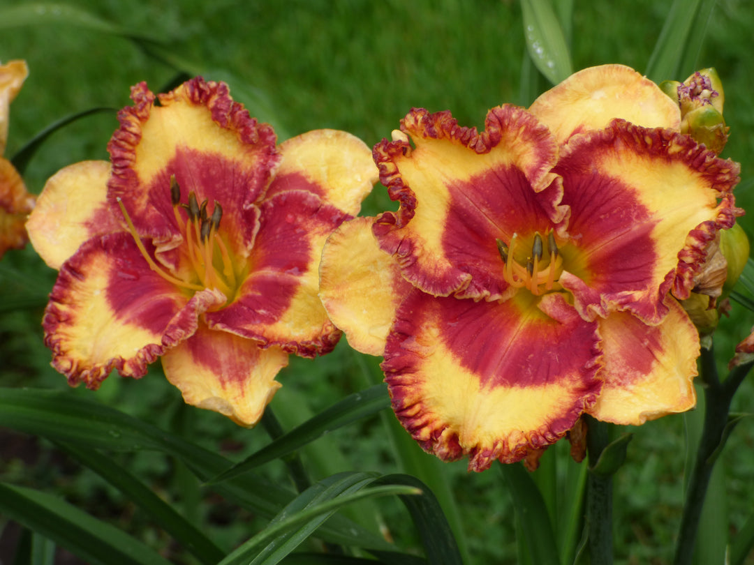 Band of Fire | Spring Daylily Catalog – Schreiner's Gardens