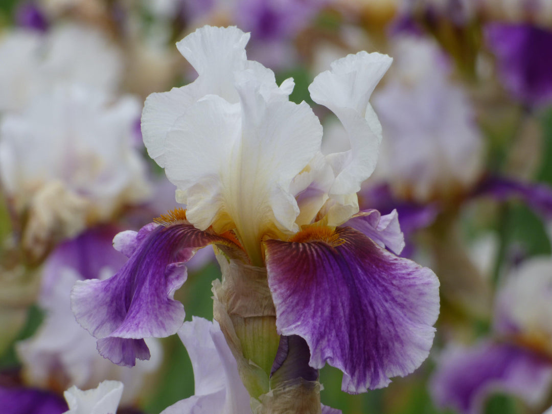Barbara Jean Lauer – Schreiner's Gardens