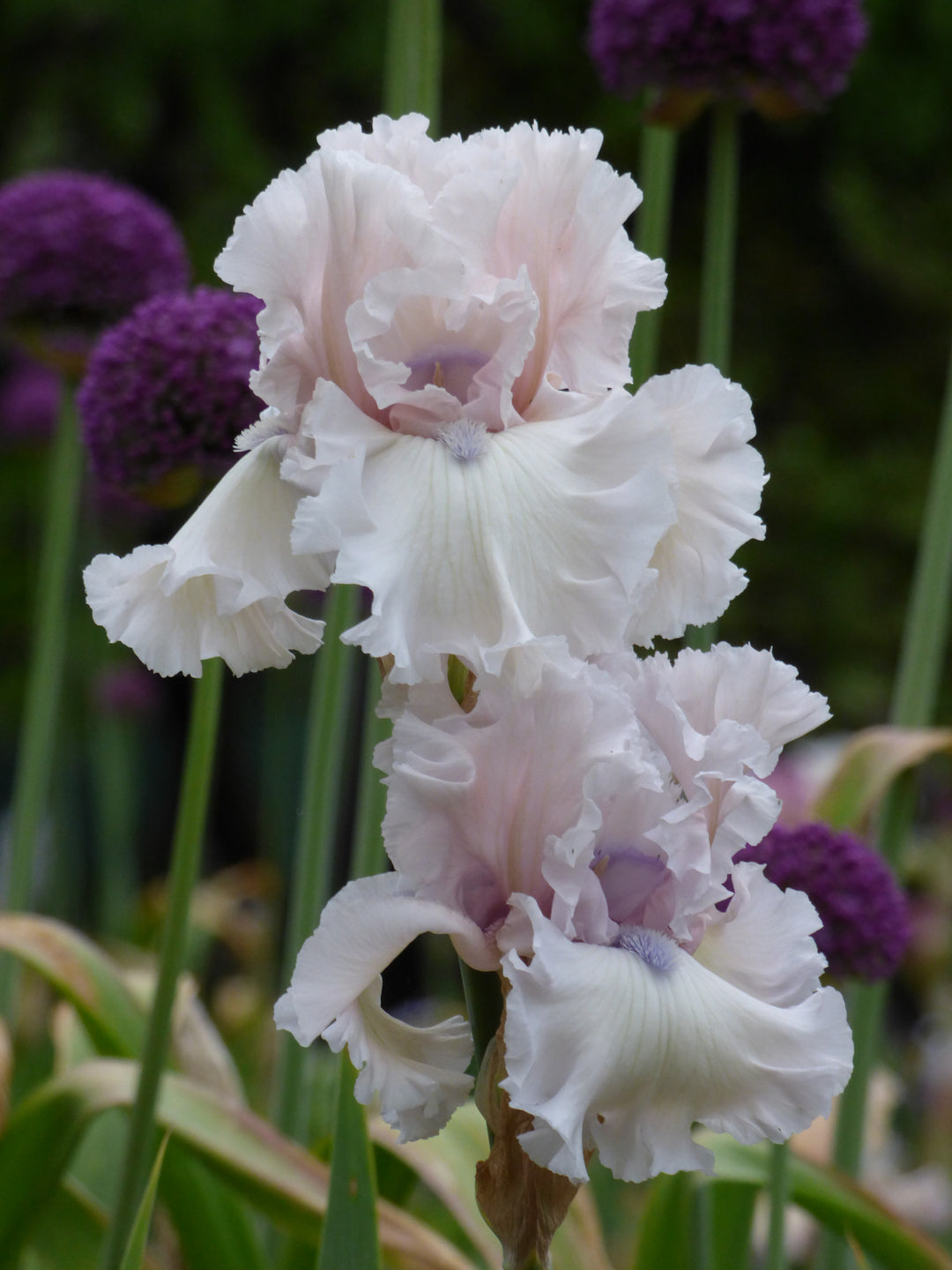 Beauty Within | Tall Bearded Iris – Schreiner's Gardens