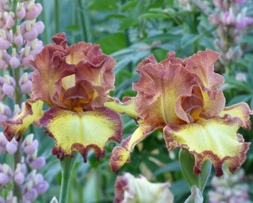 Bee My Honey | Tall Bearded Iris – Schreiner's Gardens