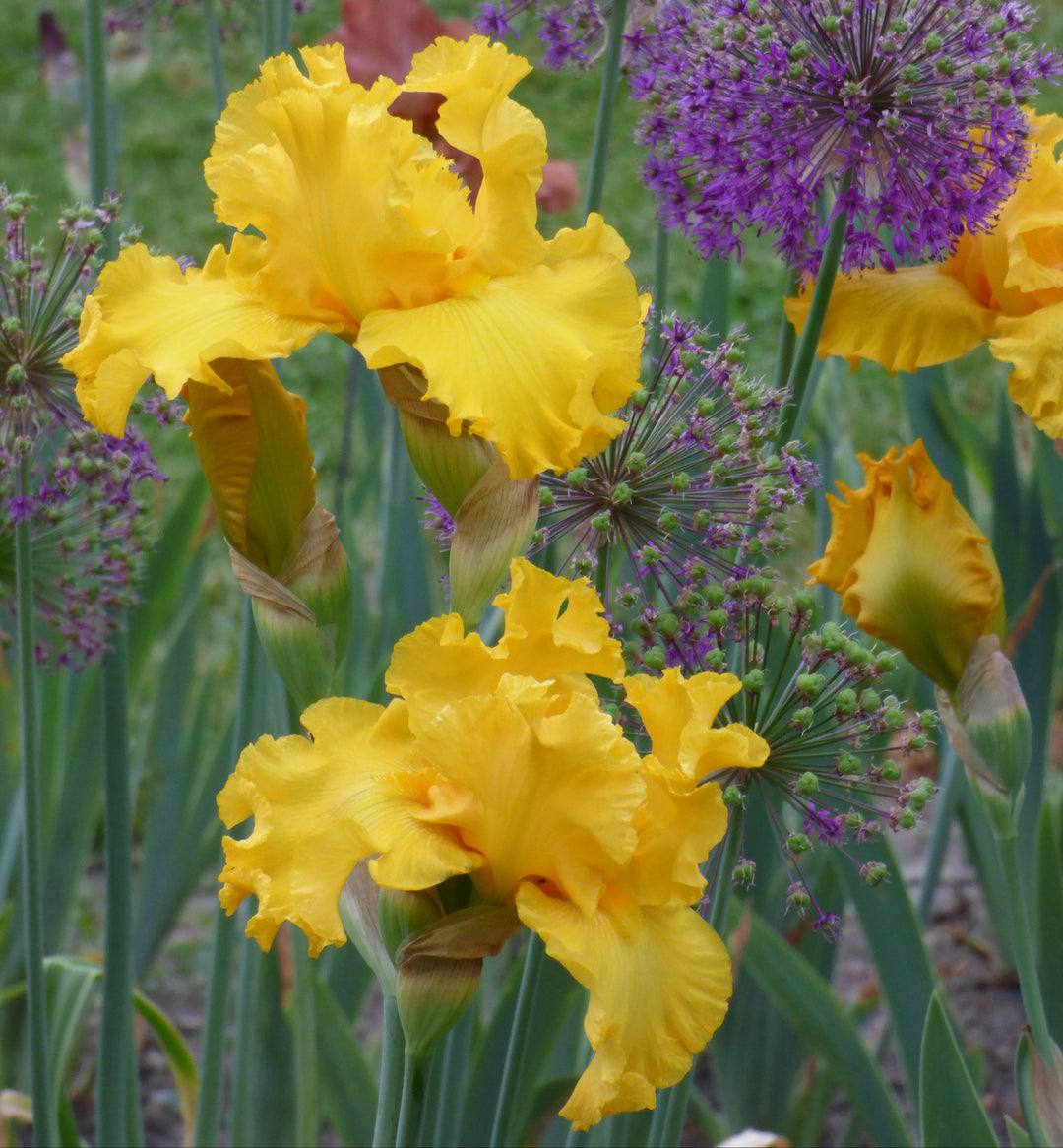 Big As The Moon - Bonus | Tall Bearded Iris – Schreiner's Gardens