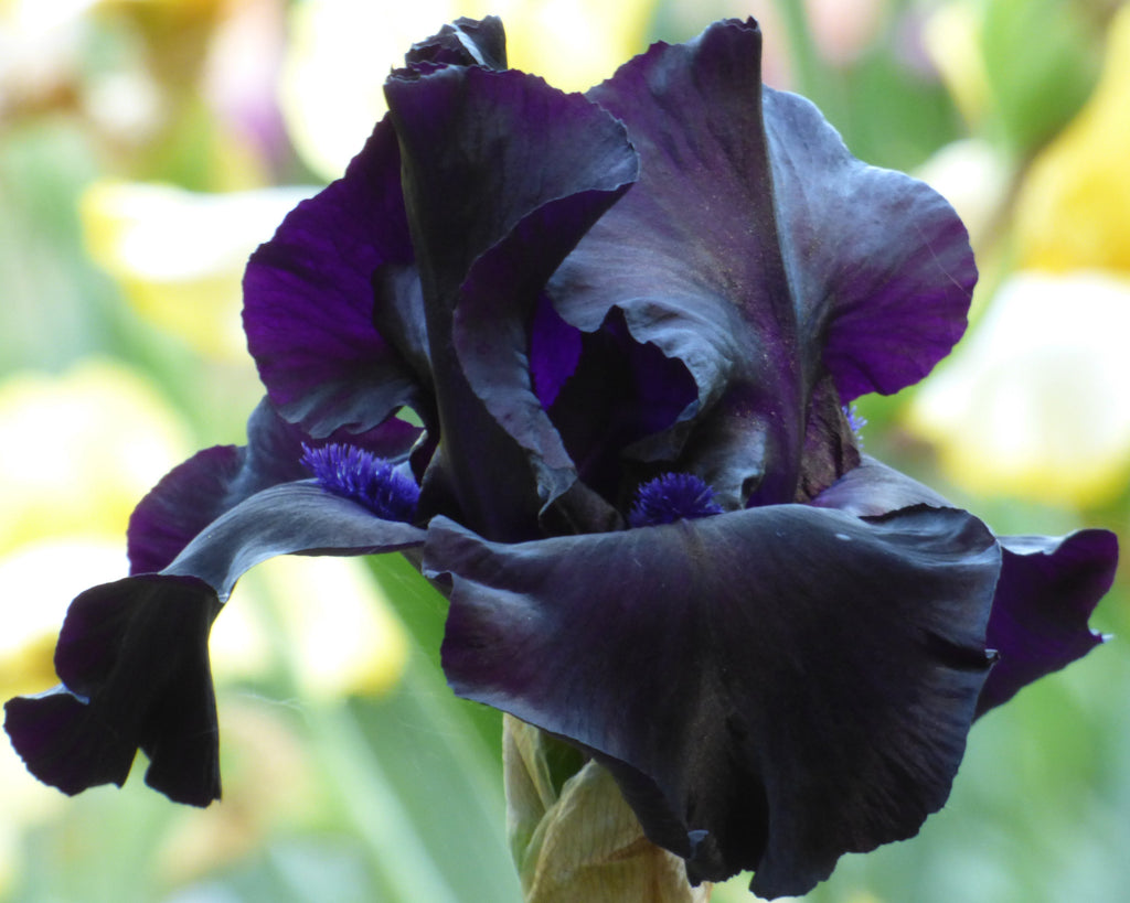 BLACKSUITED_2_1024x1024.jpg?v=