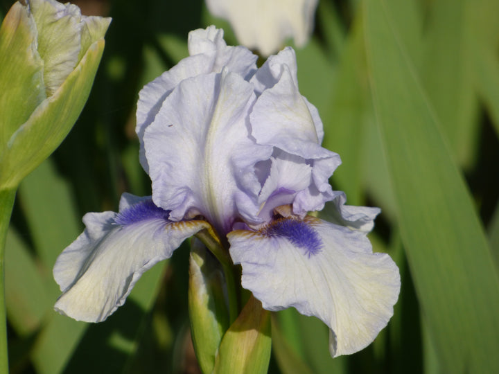Blue Flirt | Dwarf Bearded Iris – Schreiner's Gardens