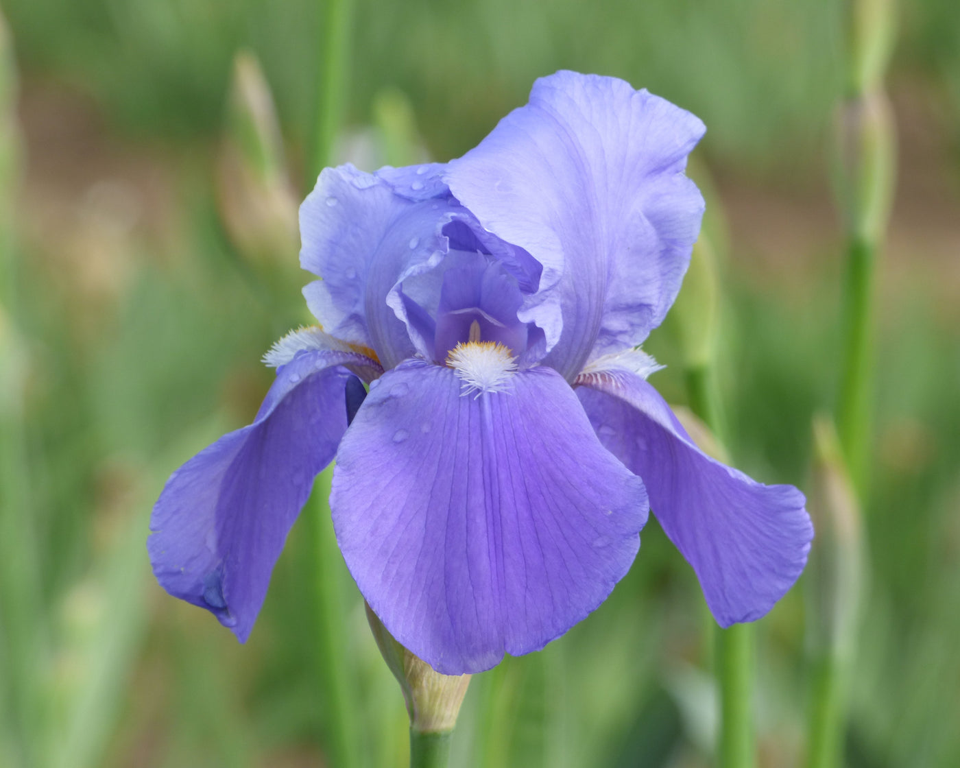 Blue Rhythm – Schreiner's Gardens