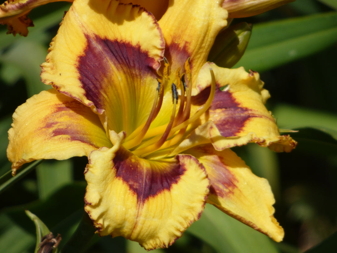 Bold Endeavor | Maryott Daylilies – Schreiner's Gardens