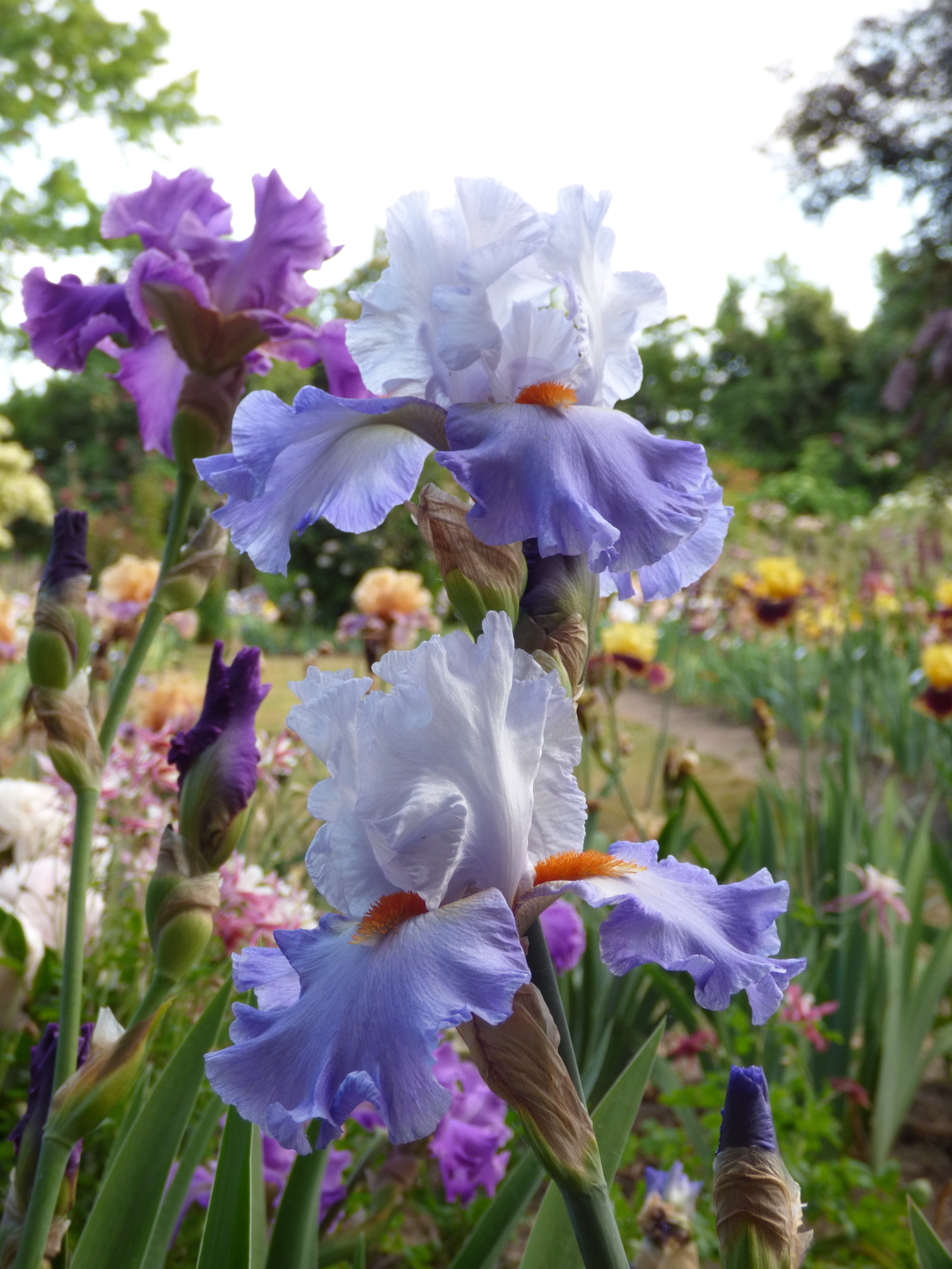 【GALE SEE FIORE】♥️ BROKENTOP.jpg?v=1754903063