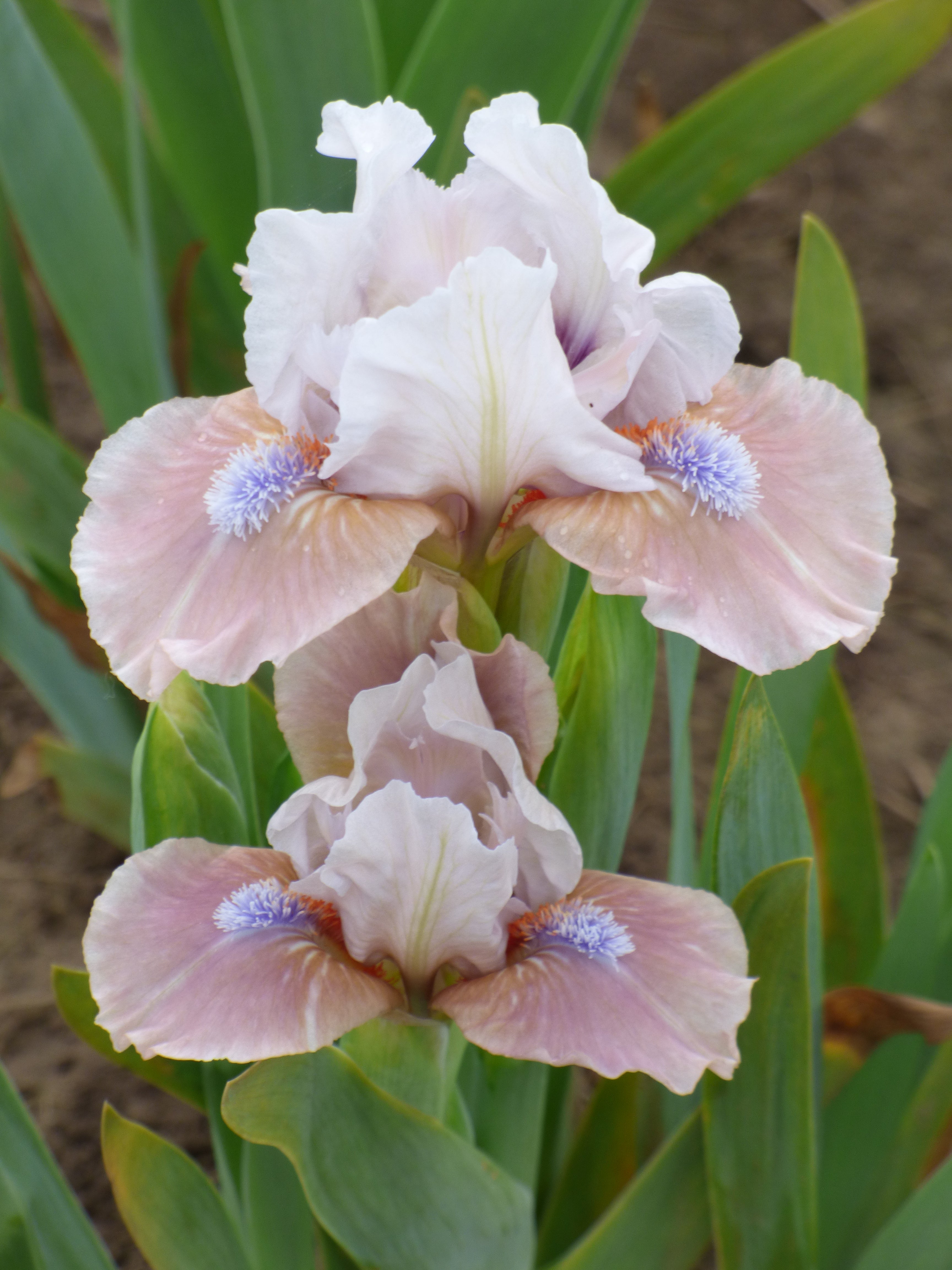 Burlesque Cutie – Schreiner's Gardens