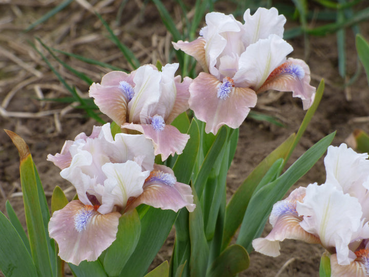 Burlesque Cutie – Schreiner's Gardens