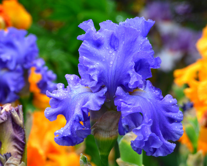 ビザンチウム('12英/アイルランド)　Blu-ray Baltic Sea | Tall Bearded Iris – Schreiner's Gardens
