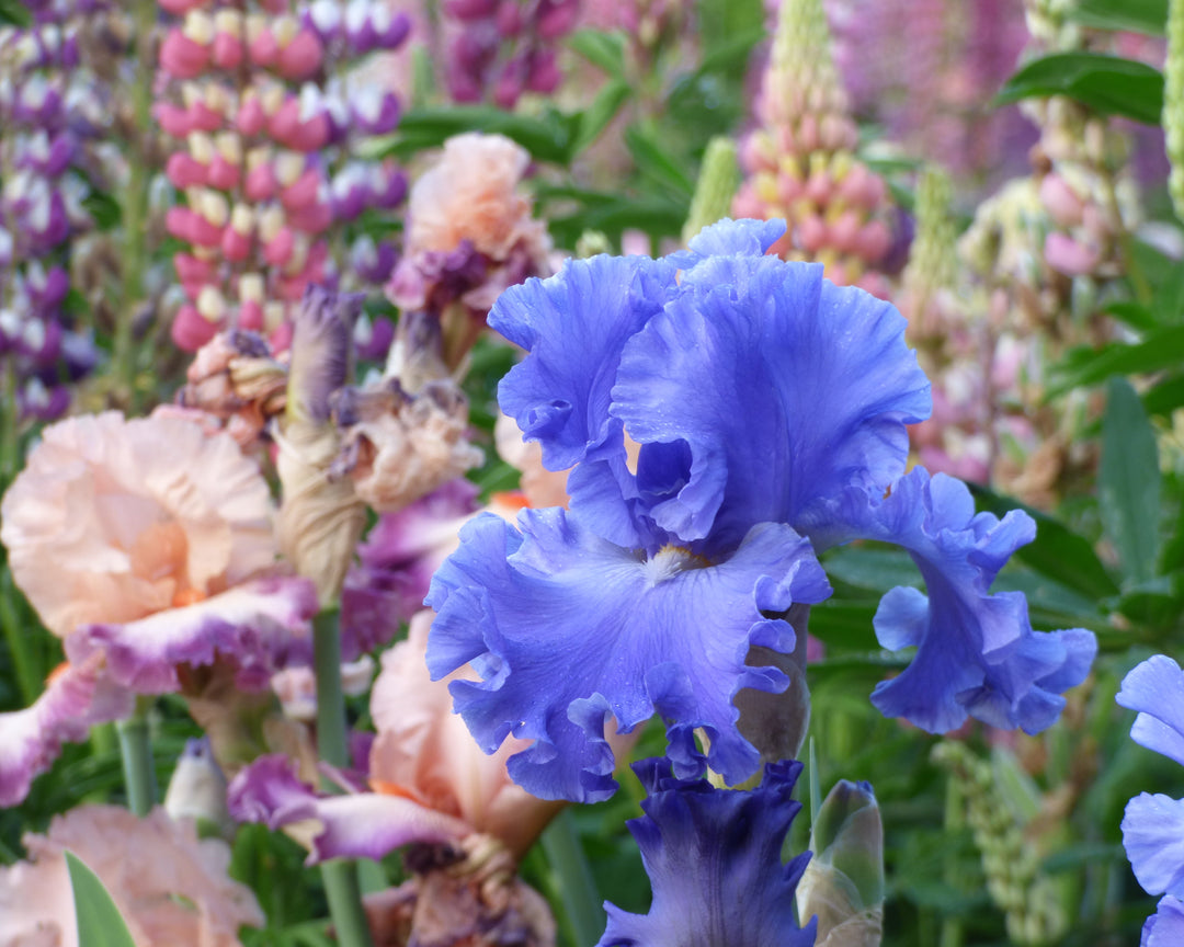 Baltic Sea | Tall Bearded Iris – Schreiner's Gardens