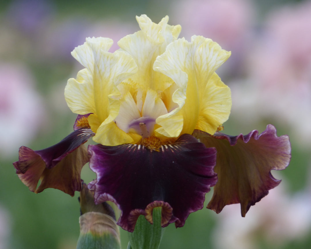 Banana Wind - 2026 Bonus – Schreiner's Gardens