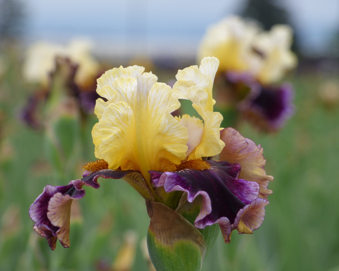 Banana Wind - 2026 Bonus – Schreiner's Gardens Banana Wind - 2026 Bonus – Schreiner's Gardens