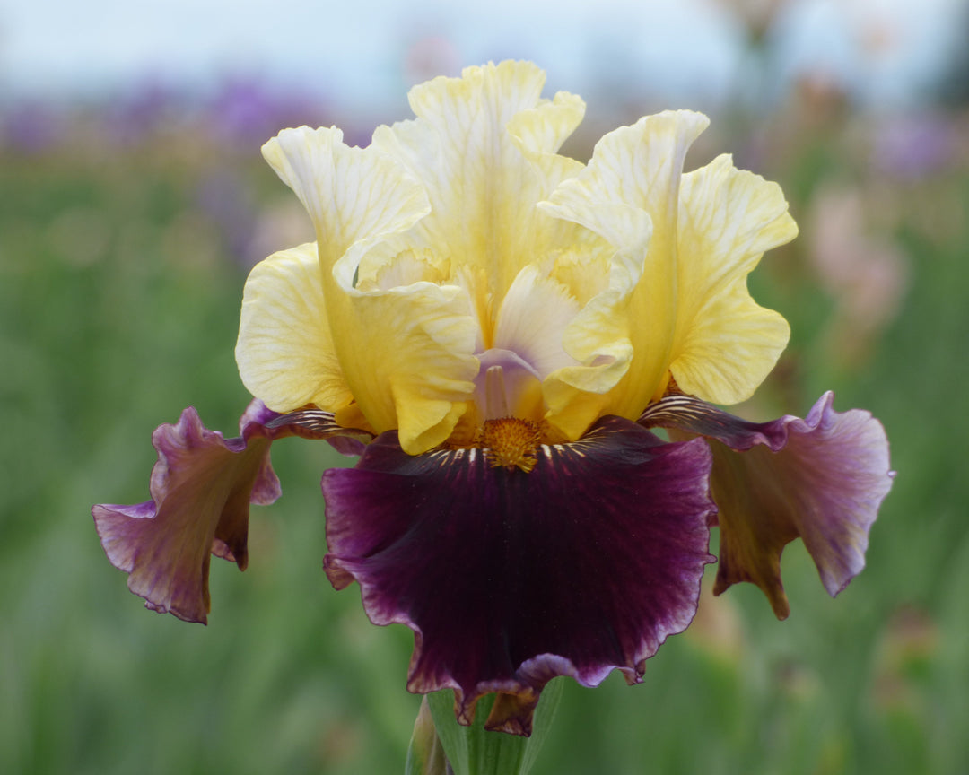 Banana Wind - 2026 Bonus – Schreiner's Gardens