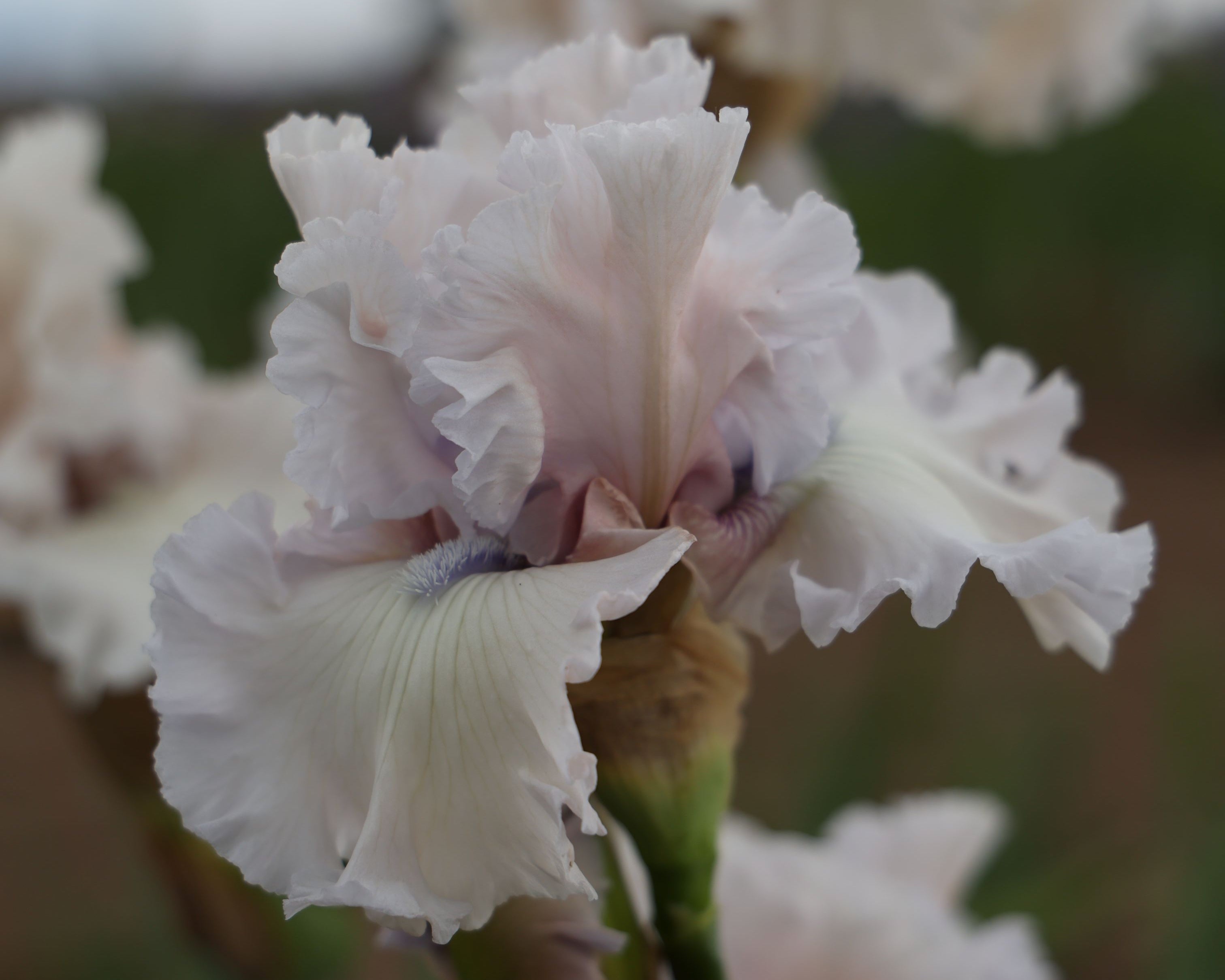 Beauty Within | Tall Bearded Iris – Schreiner's Gardens