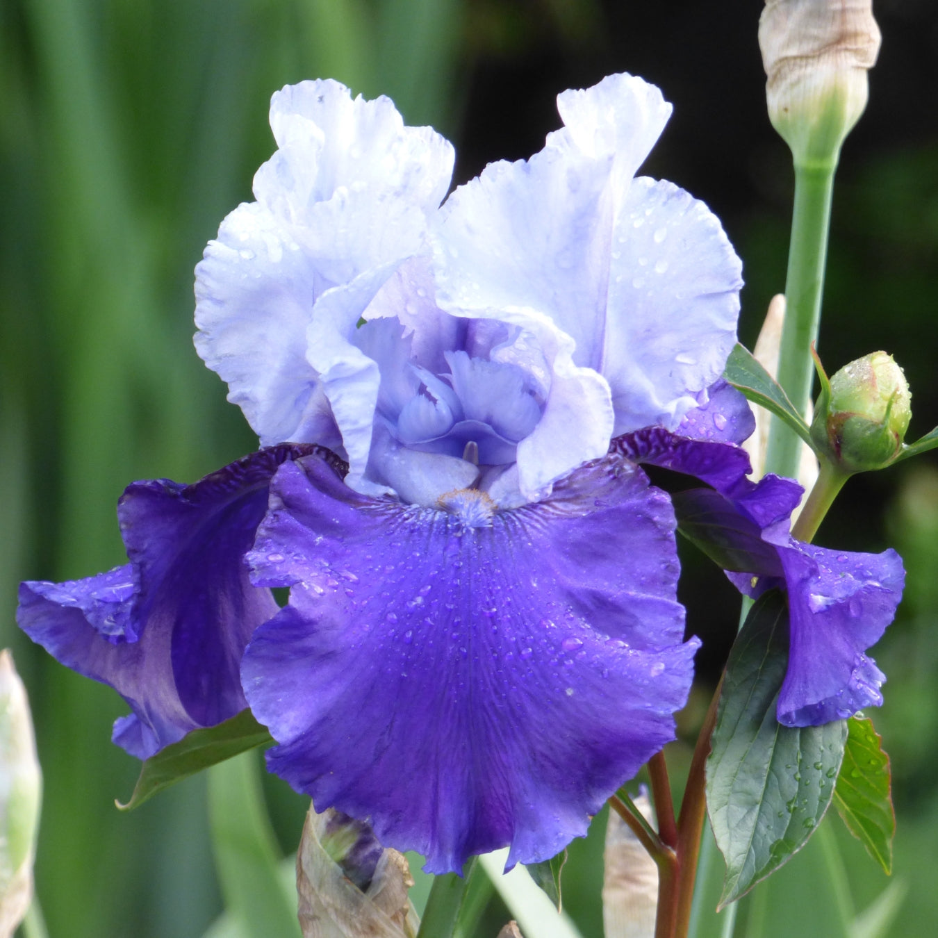 Blue Cut Stems