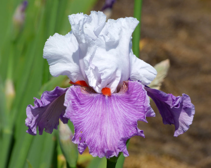Best Foot Forward | Tall Bearded Iris – Schreiner's Gardens