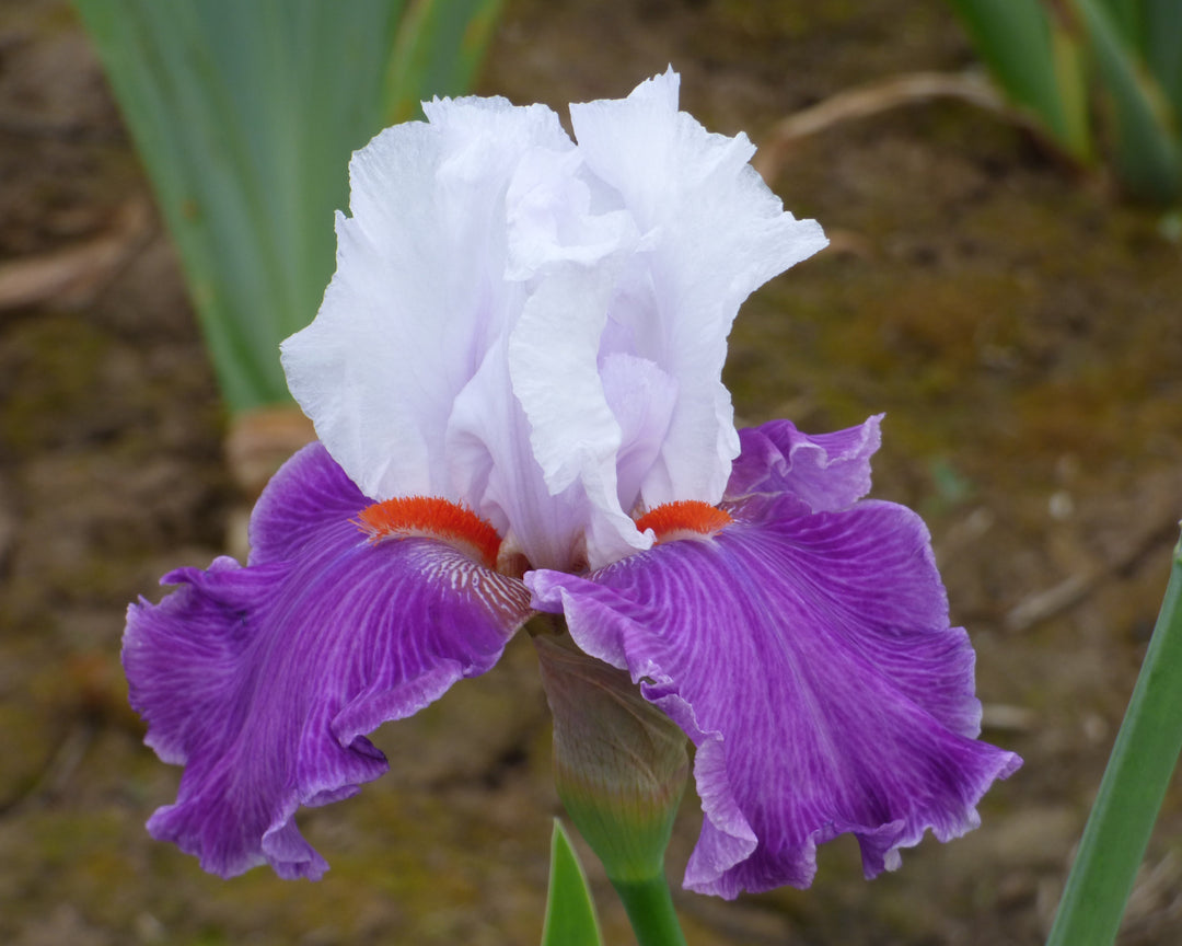 Best Foot Forward | Tall Bearded Iris – Schreiner's Gardens