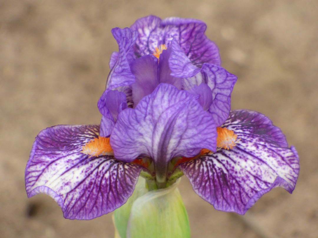 Bestie Vibes | Standard Dwarf Bearded Iris – Schreiner's Gardens