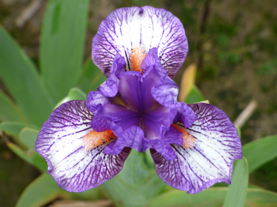 Bestie Vibes | Standard Dwarf Bearded Iris – Schreiner's Gardens