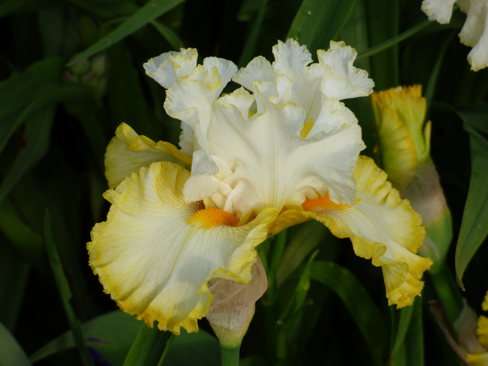Bearded Iris | Bearded Iris – Page 12 – Schreiner's Gardens